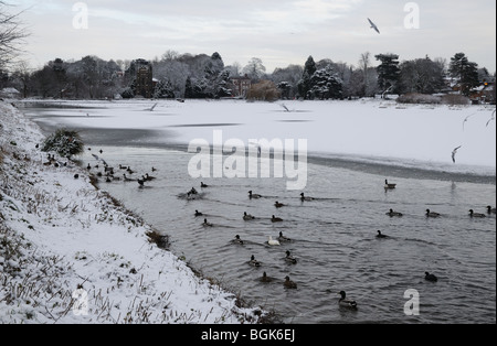 Mallard Ducks St Chad’s Church Stowe House and Stowe Pool Lichfield Staffordshire England on a snowy winters day 2010 Stock Photo