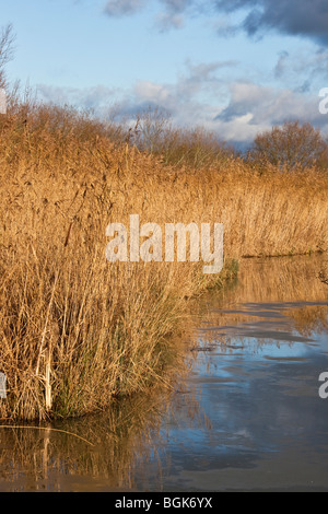 Reed ,Water reed Stock Photo - Alamy