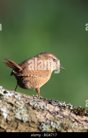 Wren (Troglodytes troglodytes) perched on Lichen covered branch, England, UK Stock Photo