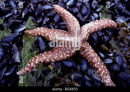 Starfish / Star Fish / Sea Stars and Mussels, Haida Gwaii (Queen Charlotte Islands), BC, British Columbia, Canada - Evasterias Stock Photo