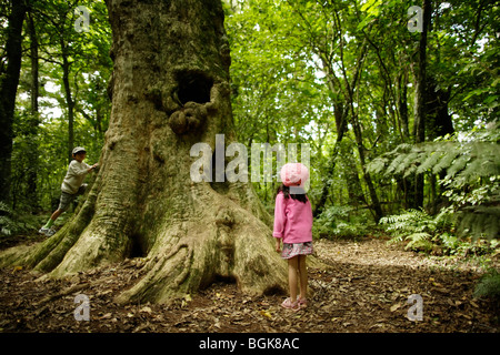 Children play beside 2000 year old Puriri tree in Pukekura park, New Plymouth, New Zealand Stock Photo