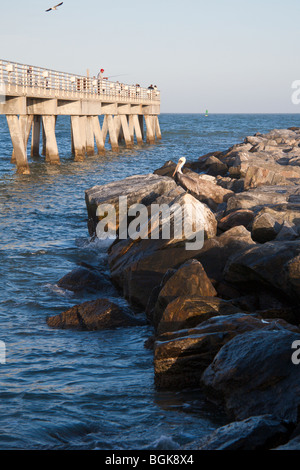 Cape Canaveral, FL - Nov 2008 - Brown pelican on the rock jetty next to fishing pier at Jetty Park in Cape Canaveral, Florida Stock Photo