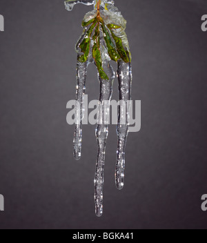 Icicles Stock Photo