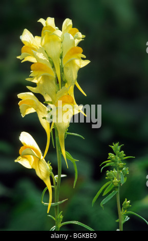 Common toadflax (Linaria vulgaris), Europe Stock Photo