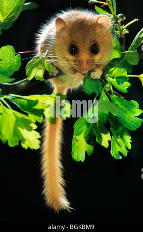 Common dormouse / hazel dormouse (Muscardinus avellanarius) in tree foraging for hazelnuts in forest at night Stock Photo