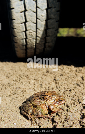 Common frogs (Rana temporaria) crossing a road in front of car, Sweden Stock Photo