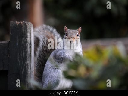 Grey Squirrel sitting on fence with tail raised looking out for danger in British garden UK - Sciurus carolinensis Stock Photo