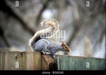 Grey Squirrel sitting on fence with tail raised looking out for danger in garden UK - Sciurus carolinensis Stock Photo