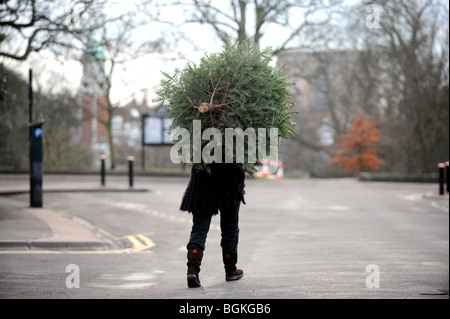 Female carrying Christmas tree on her shoulders down the road  to Recycling Site in Brighton UK - photo by Simon dack Stock Photo