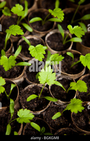 Parsnip seedlings growing in cardboard toilet roll tubes Stock Photo