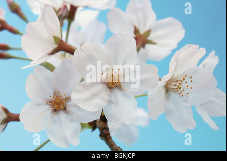 Blossoming pink flowers on a cherry tree Stock Photo