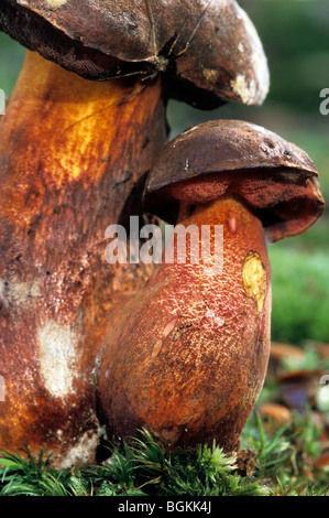 Dotted stem bolete / scarlatina bolete (Boletus erythropus / Boletus luridiformis) Stock Photo