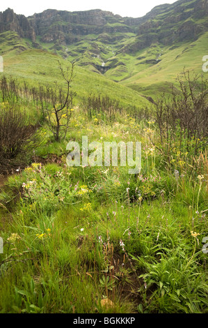 The Sani Pass, which goes from South Africa to Lesotho, through the Drakensburg Mountains. South Africa - Lesotho Stock Photo