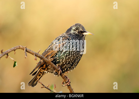 Starling (Sturnus vulagris) in winter plumage showing spots and iridescent plumage Stock Photo