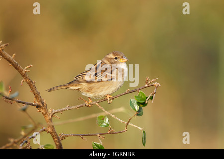 House sparrow (Passer domesticus) juvenile in winter season perched on a twig Stock Photo