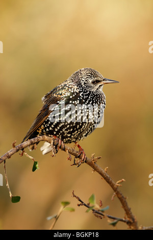 Starling (Sturnus vulagris) in winter plumage showing spots and iridescent plumage
