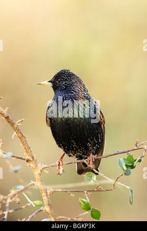 Starling (Sturnus vulagris) in winter plumage showing some spots and iridescent plumage