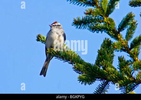 Chipping sparrow (Spizella passerina) Male singing in spring Ontario Stock Photo