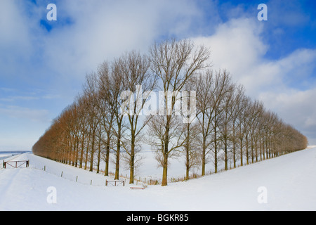 Composition with trees in the Johannes Kerkhovenpolder near Woldendorp, province Groningen, Netherlands Stock Photo