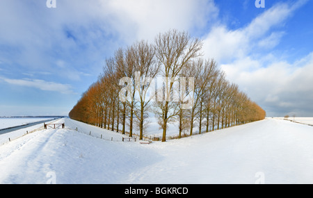 Composition with trees in the Johannes Kerkhovenpolder near Woldendorp, province Groningen, Netherlands Stock Photo