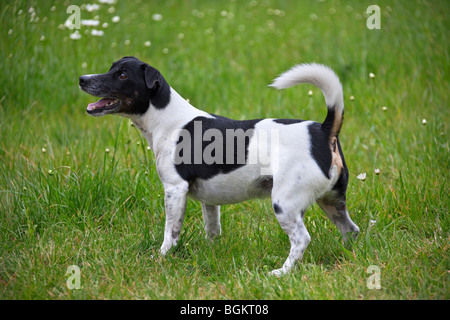 Jack Russell terrier (Canis lupus familiaris) portrait in garden Stock Photo