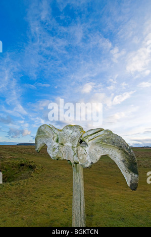 The Birsay whalebone erected on the coastal path from the remains of a beached whale c. 1876.  SCO 5869 Stock Photo