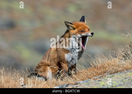 Red fox (Vulpes vulpes) yawning in autumn Stock Photo