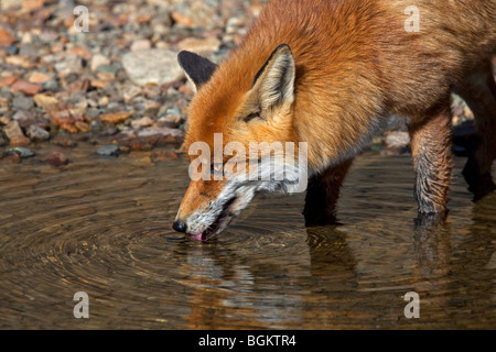 Red fox (Vulpes vulpes) drinking water from river Stock Photo