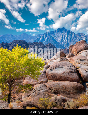 Fall colored tree in Alabama Hills, California. Sky has been added. Stock Photo