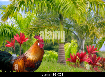 Wild rooster. Kauai, Hawaii Stock Photo