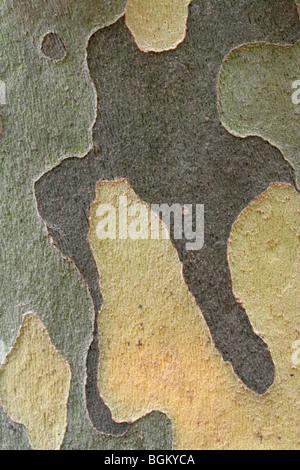 Bark of the American sycamore (Platanus occidentalis), also known as the plane tree. Stock Photo