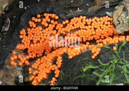 Bright orange fruiting bodies of a slime mold, Trichia sp., possibly  T. decipiens. Stock Photo
