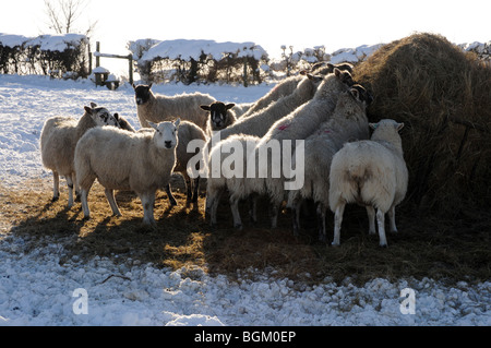 sheep being fed on hay in the winter, unable to access the grass in their field due to deep snow. Stock Photo