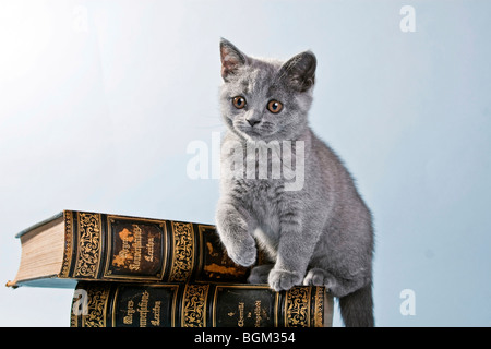 British Shorthair kitten sitting on a book
