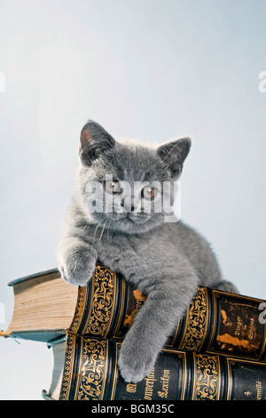 Liegende Britisch Kurzhaar Lying British Shorthair Stock