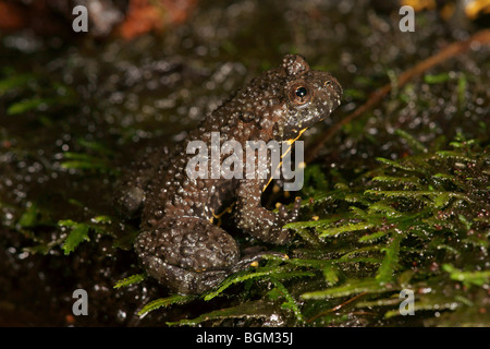 Oriental Fire-bellied Toad (Bombina orientalis) in captivity Stock Photo