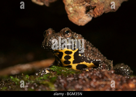 Oriental Fire-bellied Toad (Bombina orientalis) in captivity Stock Photo