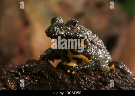 Oriental Fire-bellied Toad (Bombina orientalis) in captivity Stock Photo