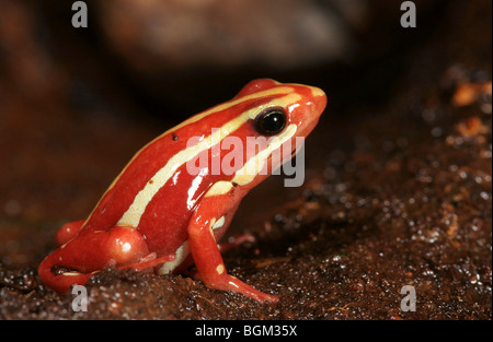 Phantasmal poison frog (Epipedobates tricolor) in captivity Stock Photo