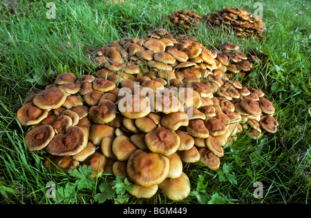 Sulphur tuft fungus / sulfur tuft / clustered woodlover (Hypholoma fasciculare / Psilocybe fascicularis) cluster Stock Photo