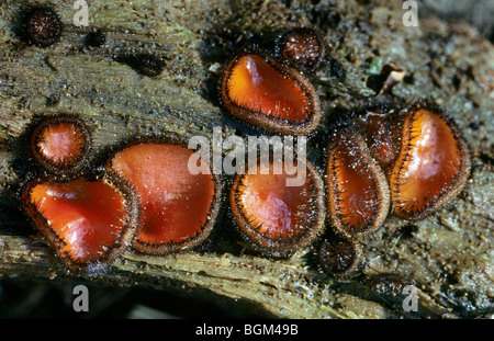 Eyelash cup / Molly eye-winker / scarlet elf cap / eyelash fungus / eyelash pixie cup (Scutellinia scutellata) on branch Stock Photo