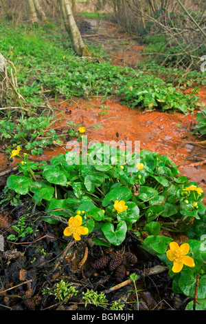 Marsh marigold / Kingcup (Caltha palustris) in flower in spring along forest brook Stock Photo