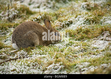 Wild European Rabbit (Oryctolagus cuniculus) eating grass in winter Stock Photo