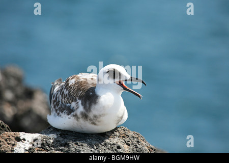 Swallow-tailed gull (Creagrus furcatus / Larus furcatus) juvenile calling from rock, Plazas sur island, Galápagos Islands Stock Photo