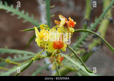 Mexican Palo verde / Jerusalem Thorn / Retama (Parkinsonia aculeata) in flower, Cristobal island, Galápagos Islands, Ecuador Stock Photo