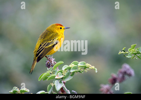 American yellow warbler (Setophaga petechia / Dendroica petechia), Lobos island, Galápagos Islands, Ecuador, Latin America Stock Photo