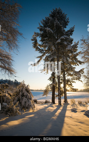 Winter woodland scene Stock Photo