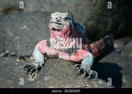 Marine iguana (Amblyrhynchus cristatus), Espanola island, Galápagos Islands, Ecuador, Latin America Stock Photo