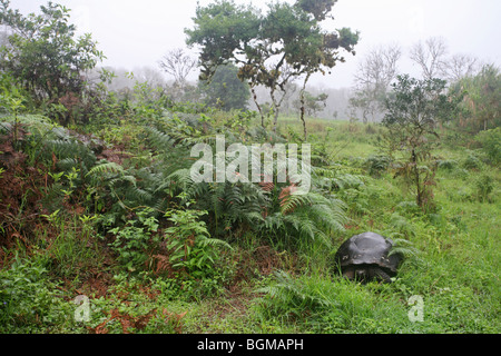 Galapagos giant tortoise (Geochelone elephantopus / Chelonoidis nigra) in the highlands of the island Santa Cruz, Ecuador Stock Photo
