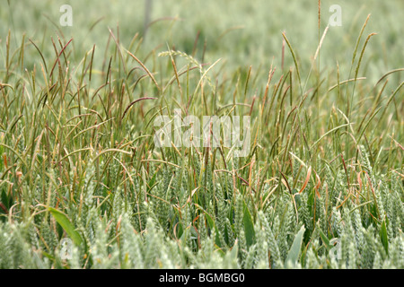 Black grass Alopecurus myosuroides growing in wheat Stock Photo
